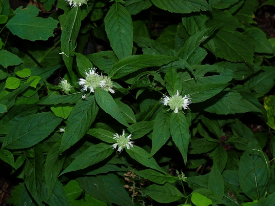 {Pycnanthemum montanum}